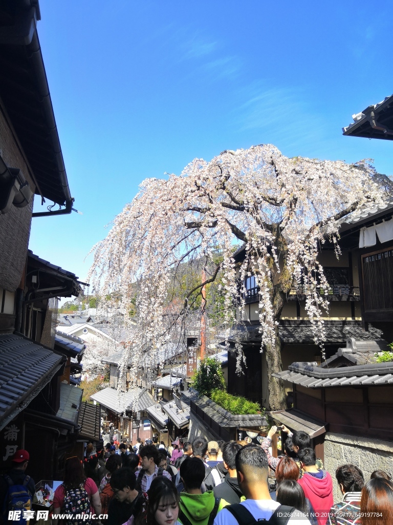 櫻花