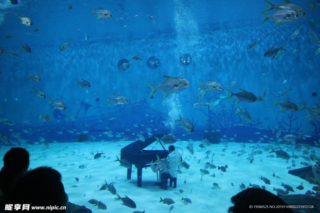 海洋馆 水族馆 鱼 钢琴 弹奏