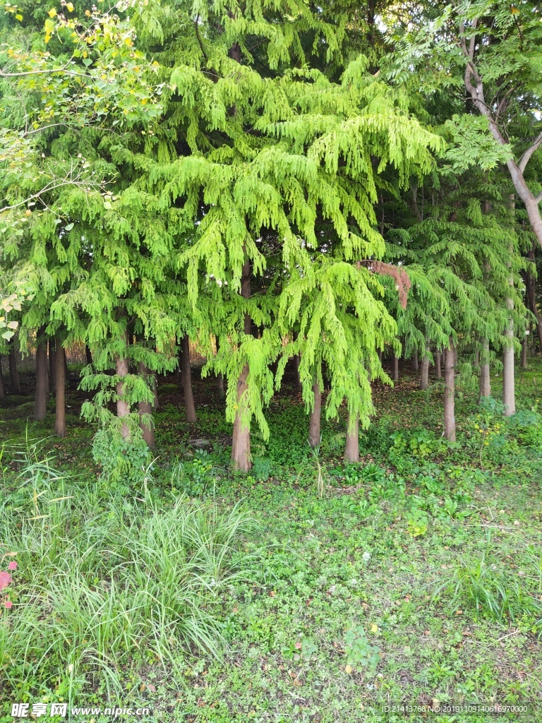 綠植植物樹(shù)木