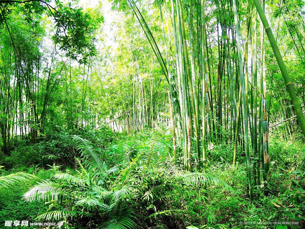 绿色竹海 竹林 山林 森林