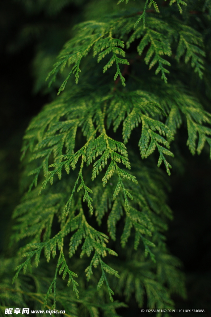 绿色树叶树枝植物背景