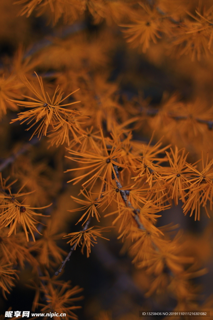 黃色樹(shù)葉樹(shù)枝植物背景