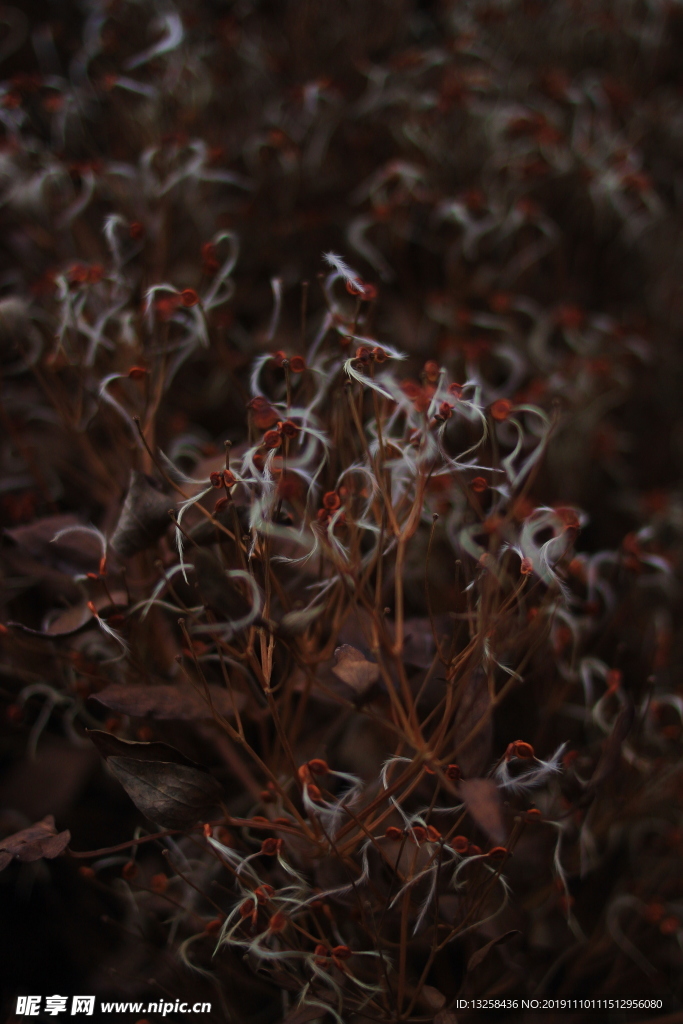 紅色花朵草叢植物背景