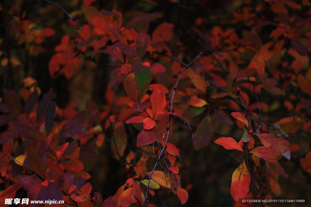 紅色樹葉植物背景