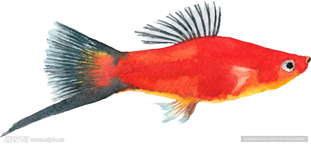 手绘水彩红色深海鱼