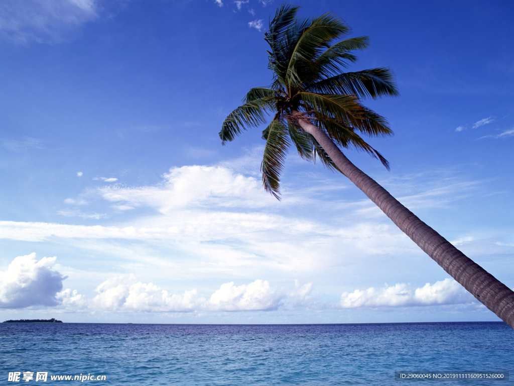 大气海边椰树背景