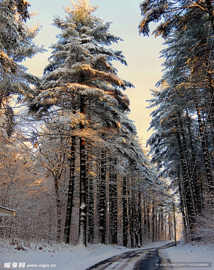 雪松
