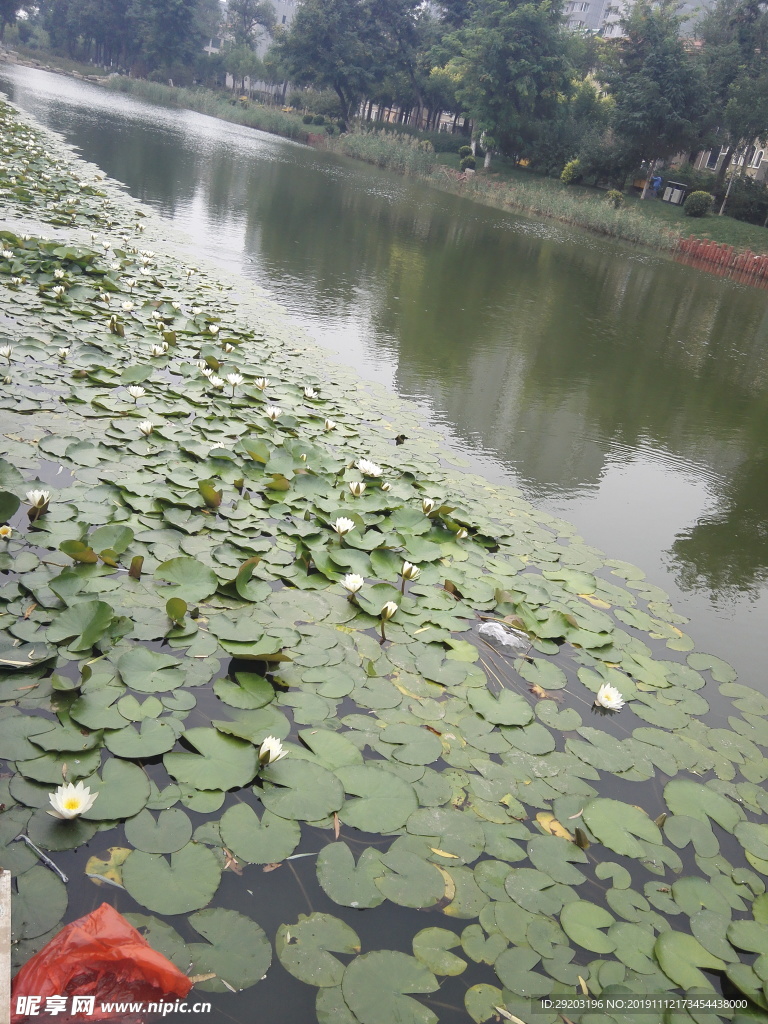 荷花池塘