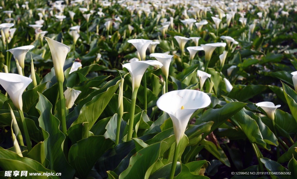 馬蹄蓮鮮花