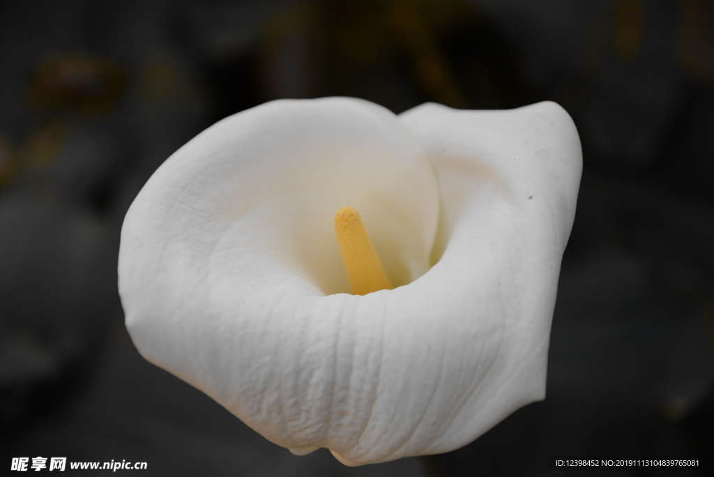 馬蹄蓮鮮花