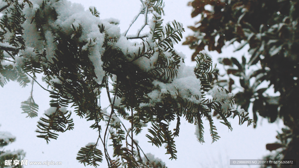 雪