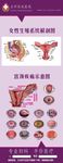 女性生殖器官解剖