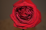 红色玫瑰