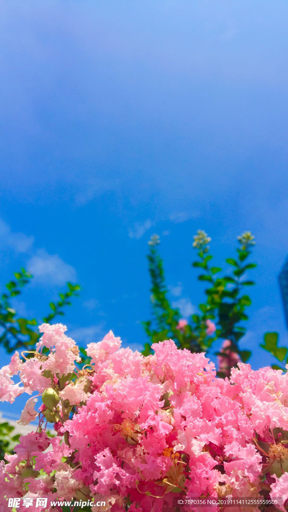 蓝天花朵手机背景图片