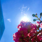 蓝天阳光花朵手机背景图片