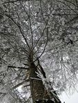 雪樹