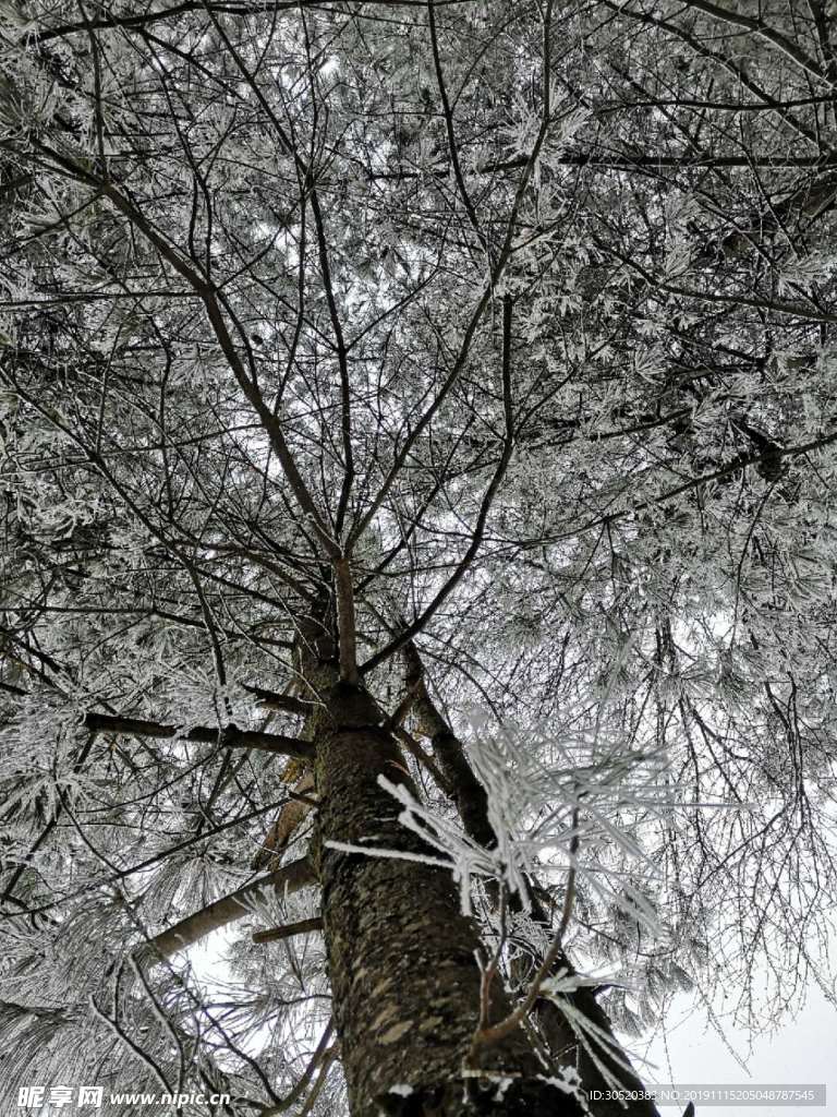雪樹