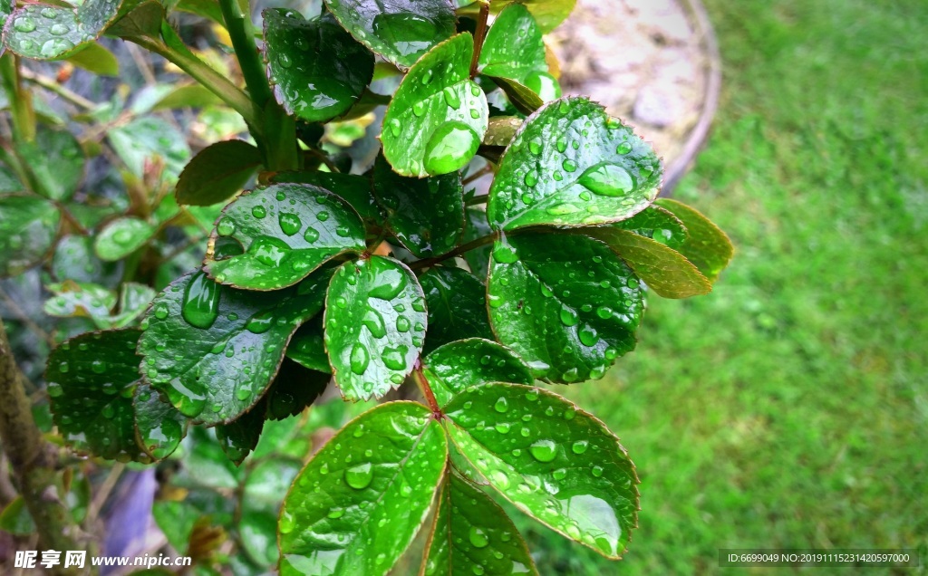 水珠葉子
