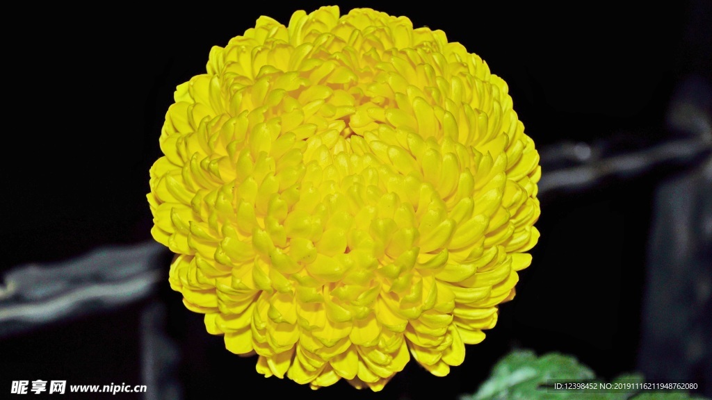 漂亮的菊花