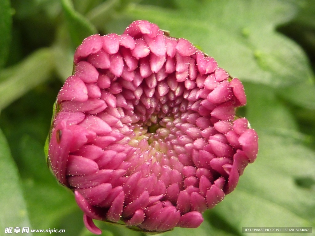 漂亮的菊花