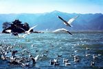 大理洱海海鸥图片