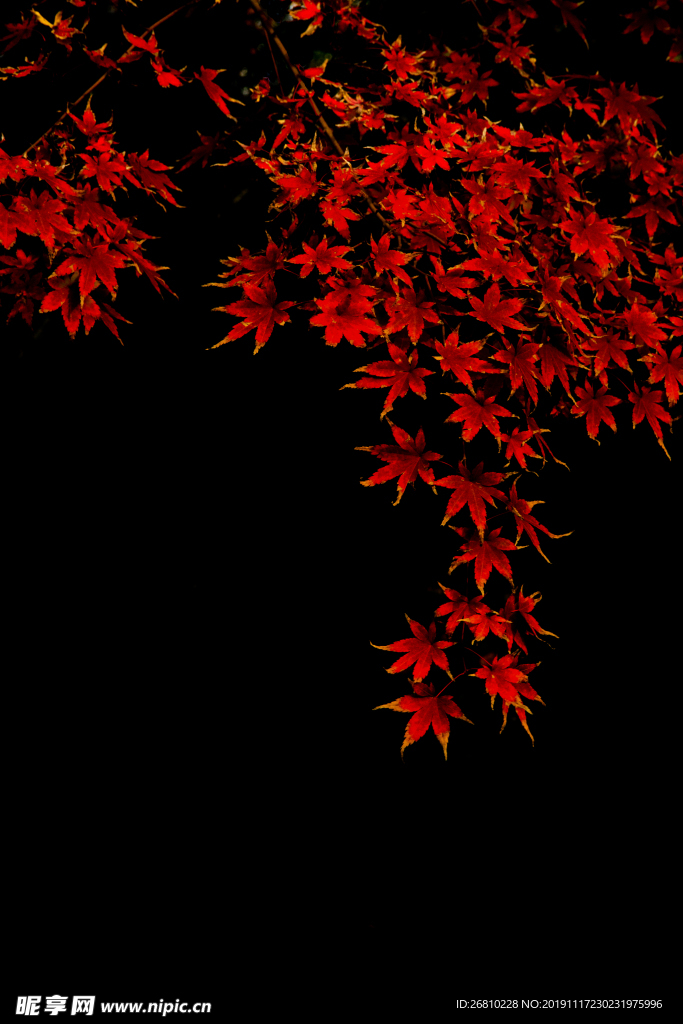 楓