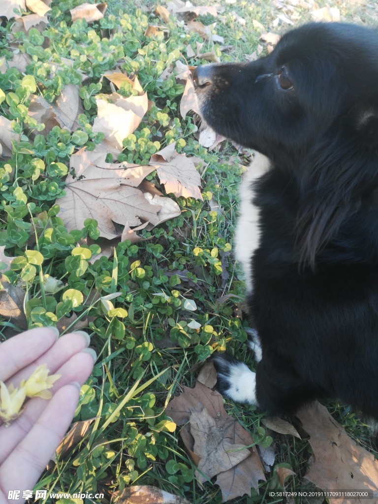 熊熊 黑狗 蝴蝶犬 小黑狗