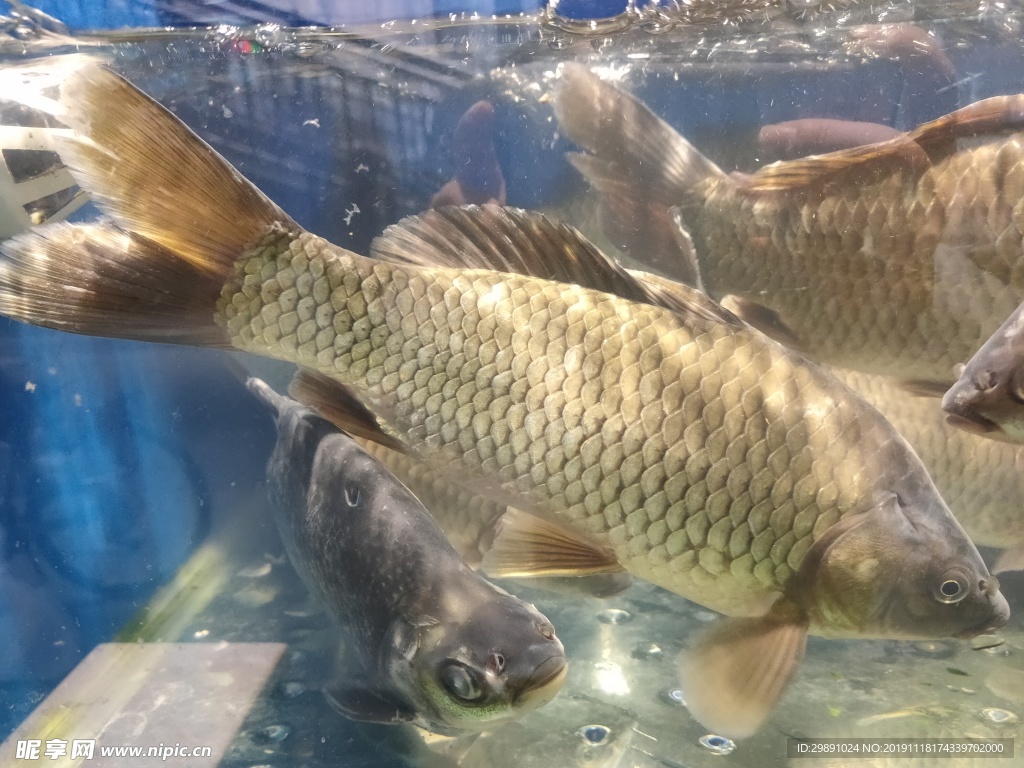 鯽魚