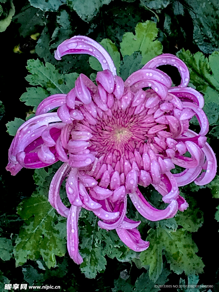 菊花