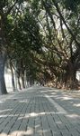 綠林大道