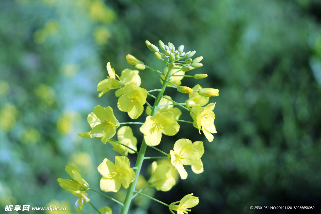 菜花 油菜花
