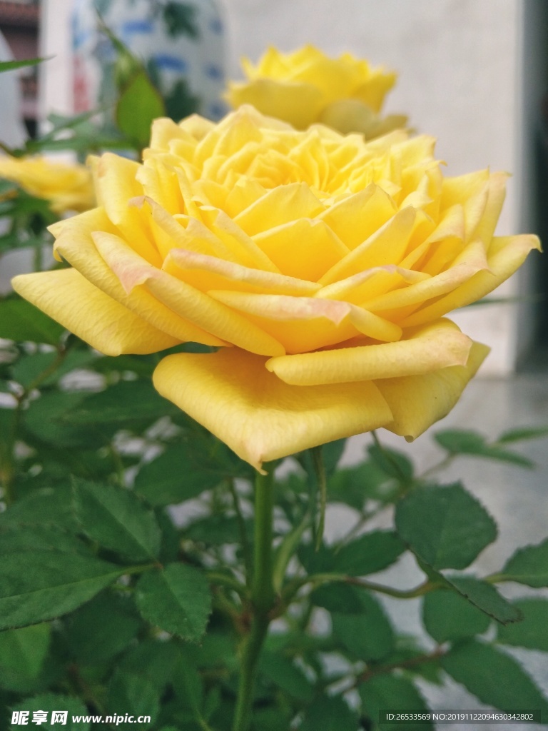 园林花卉 黄色玫瑰花 金色玫瑰