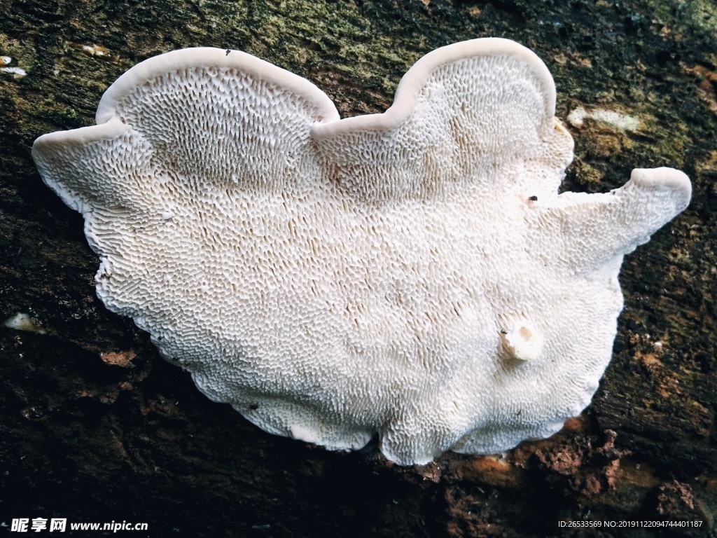 蘑菇 白色 自然 野生菌 秋天