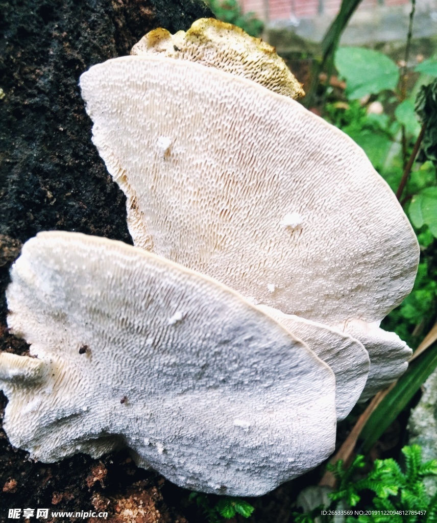 蘑菇 白色 自然 野生菌 秋天