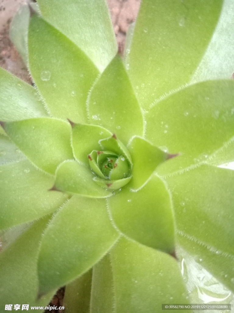 盛開的綠葉