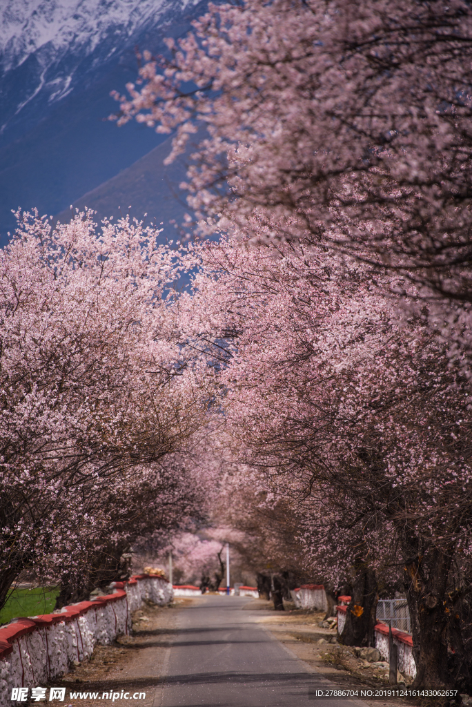林芝桃花