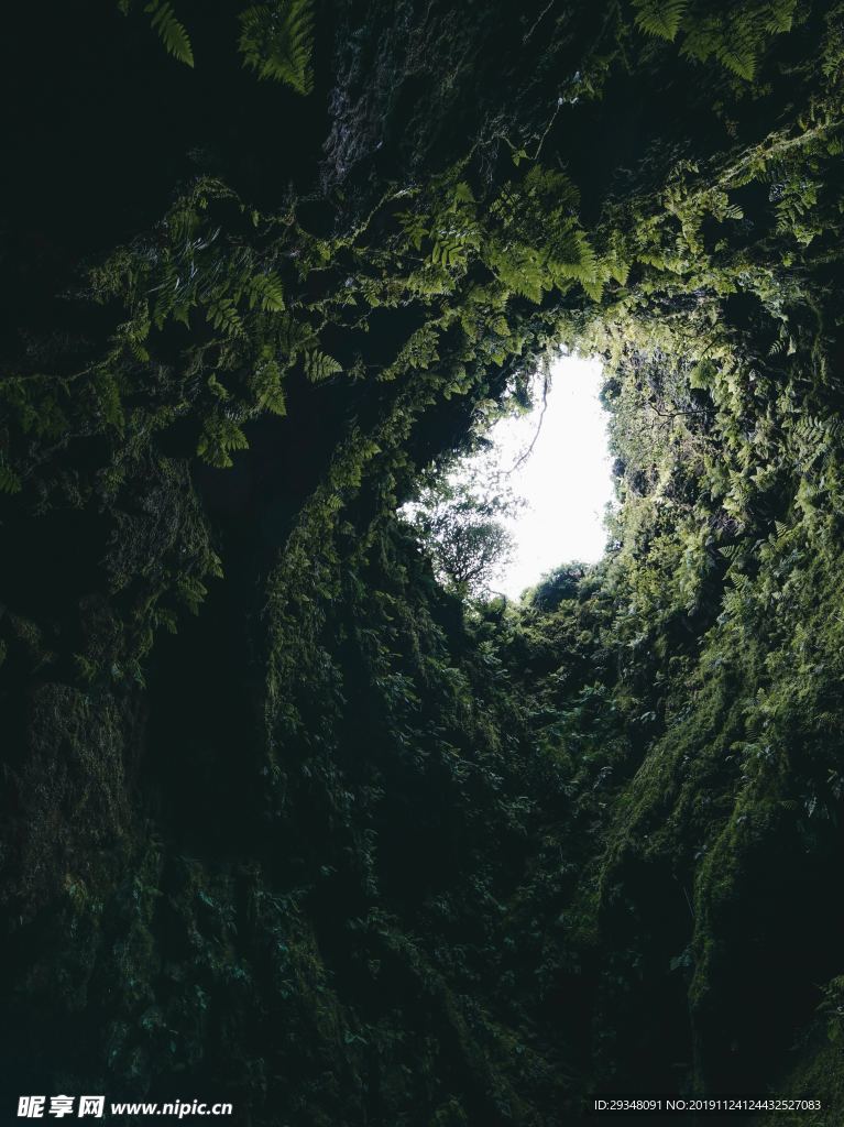 植被