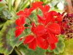 红色天竺葵花