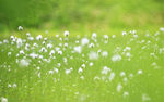 草地上的小白花