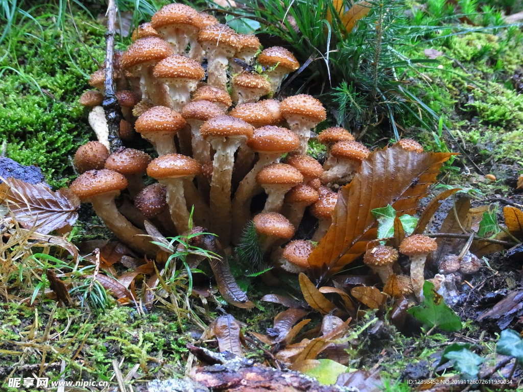 野生菌