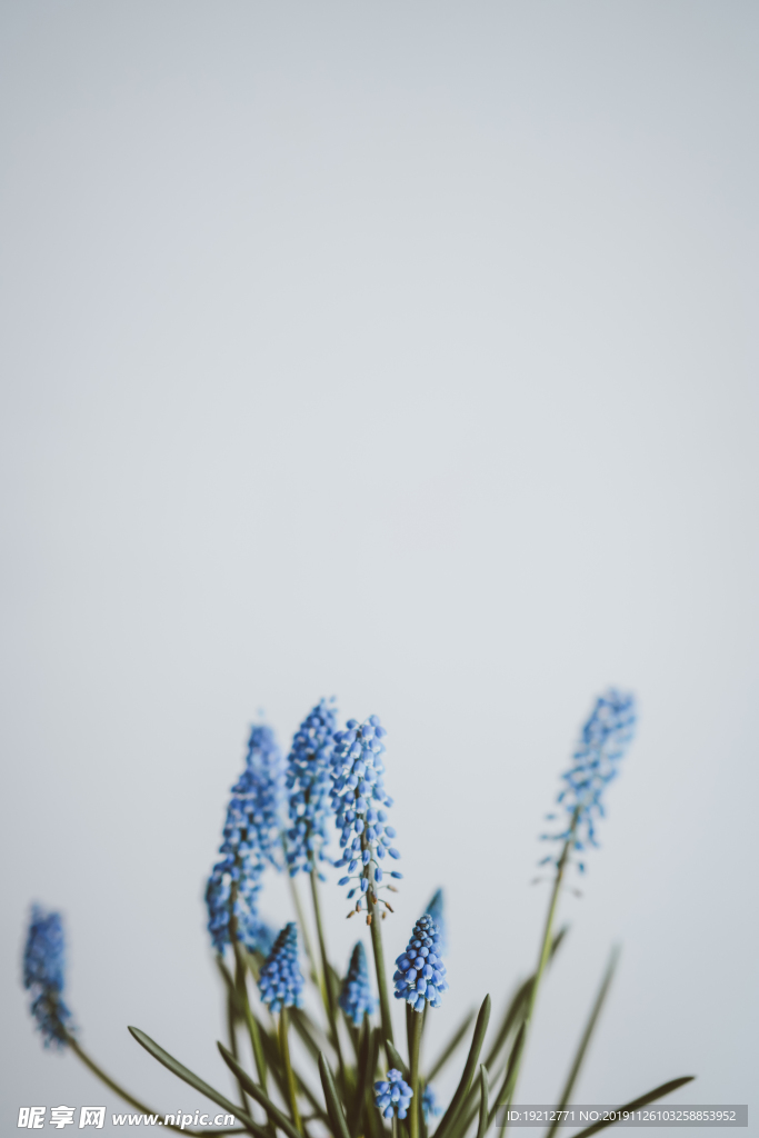 花朵 植物