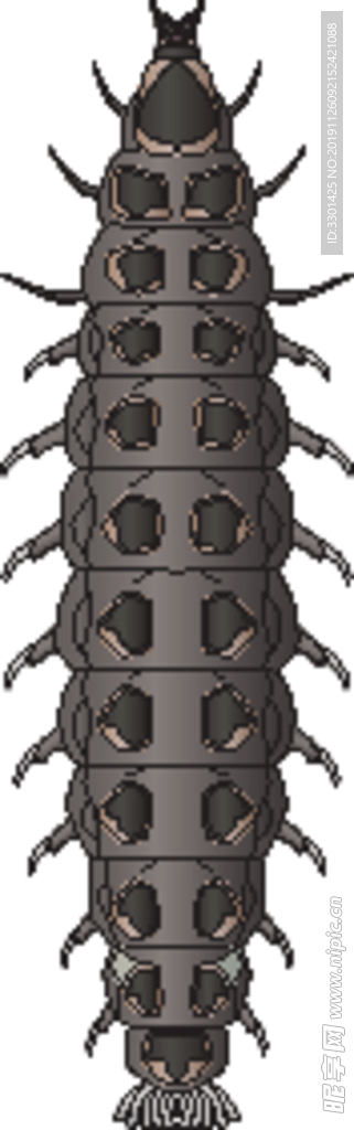 昆虫系列 小甲虫幼虫