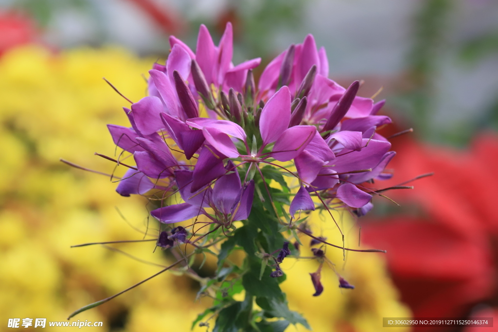 花