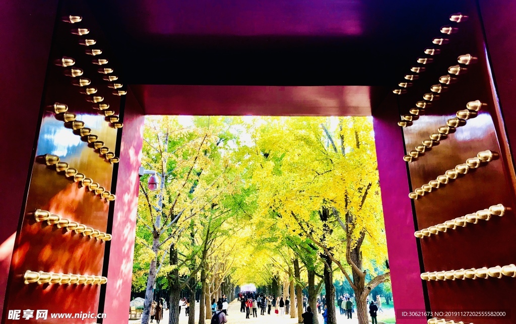 銀杏