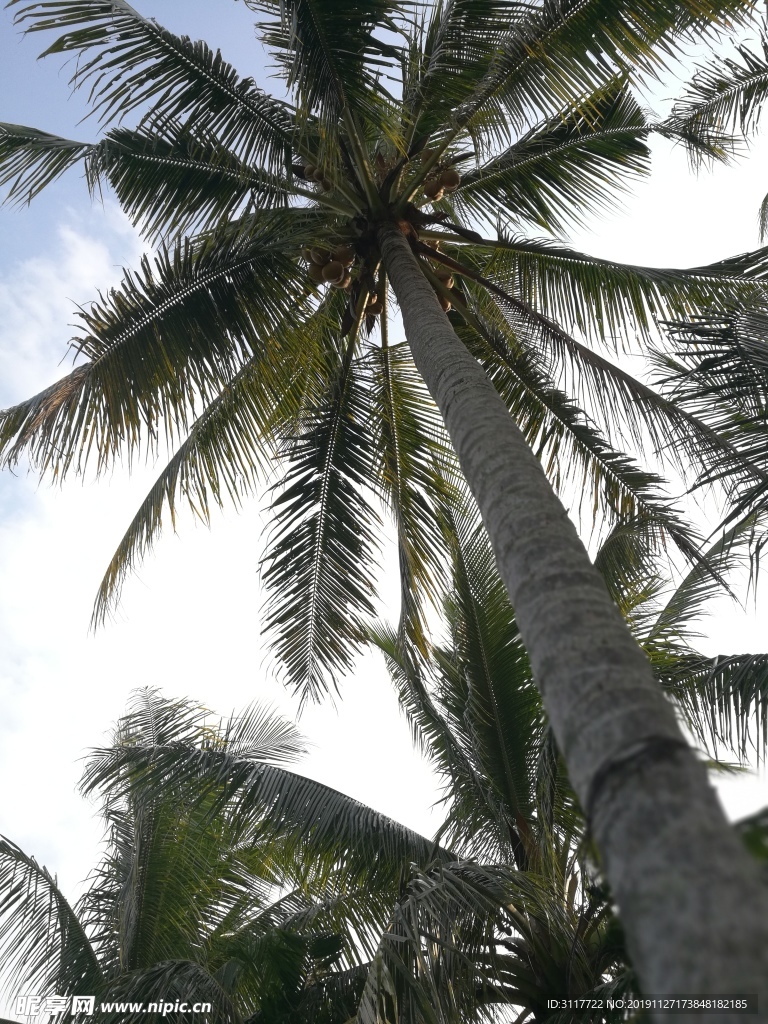 海南 椰子 水果 椰树 热带植