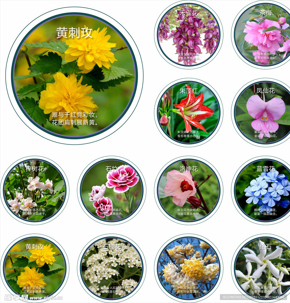花卉