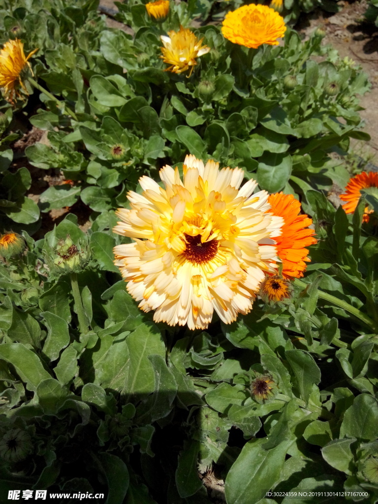 菊花 花朵 綠化 綠植