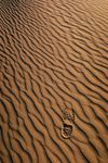 沙漠  脚印 风景 旅行 冒险