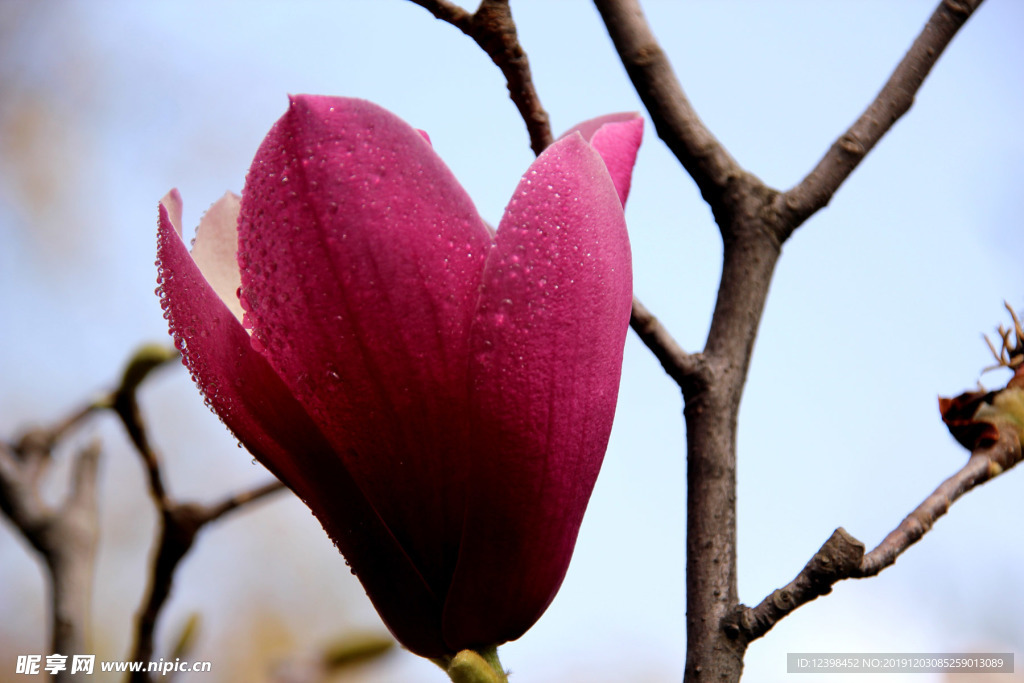 玉堂春鮮花