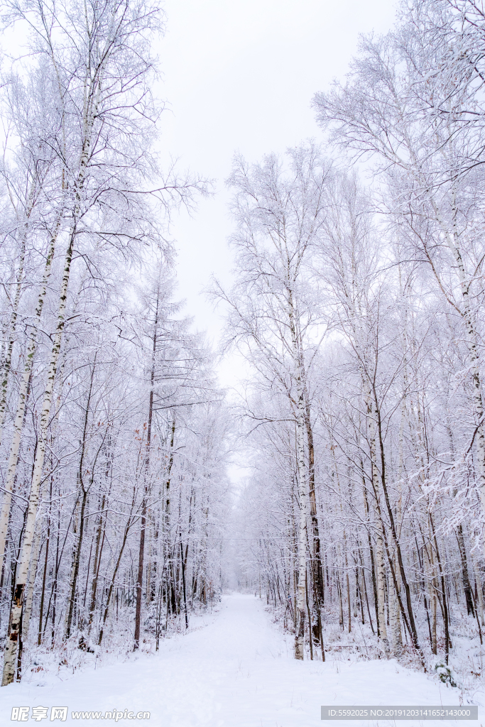 冬天冰雪覆盖的树林摄影图片